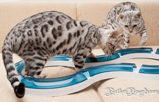 Bengal cat silber rosetted